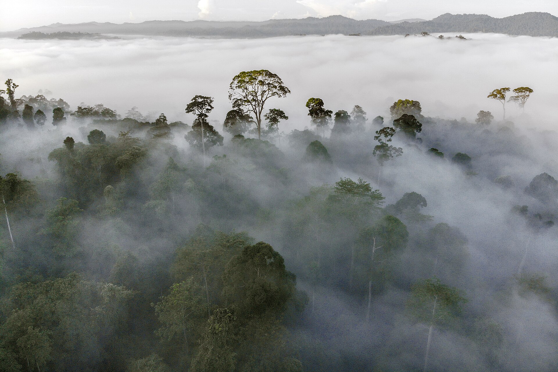 Morning mist over Danum Valley rainforest, Borneo